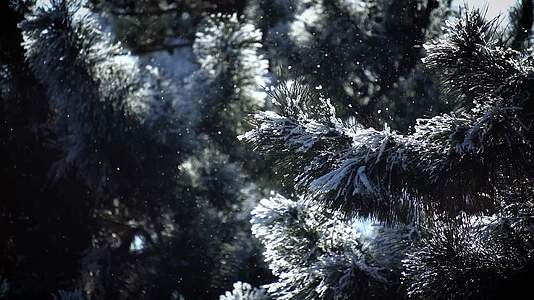 下雪雪花冬天冬季冬日松树雾松视频的预览图