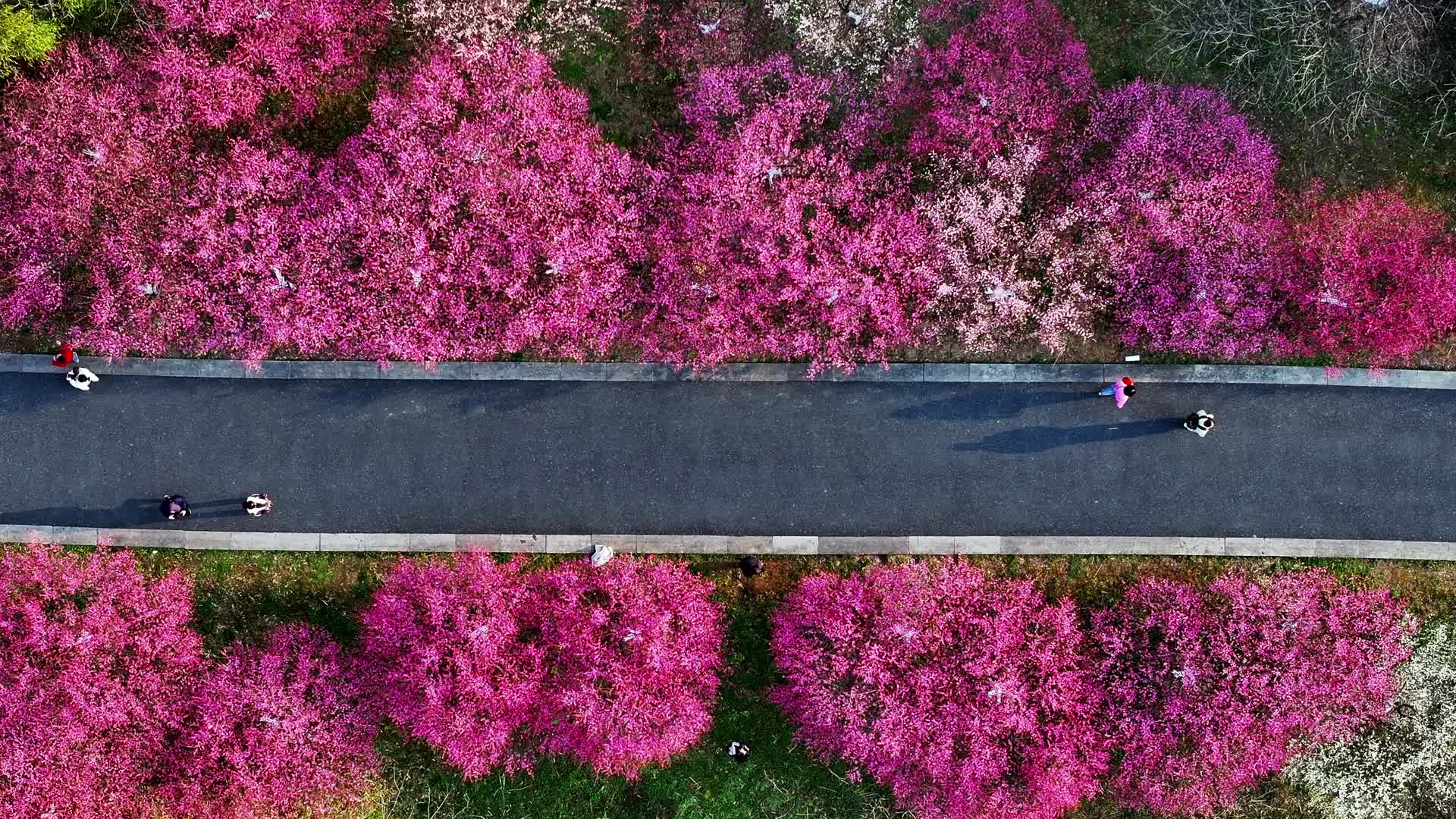 汽车穿梭在开满鲜花的道路上开往春天的列车视频的预览图