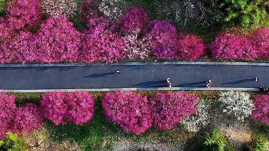 春天开满鲜花的道路前进的道路视频的预览图