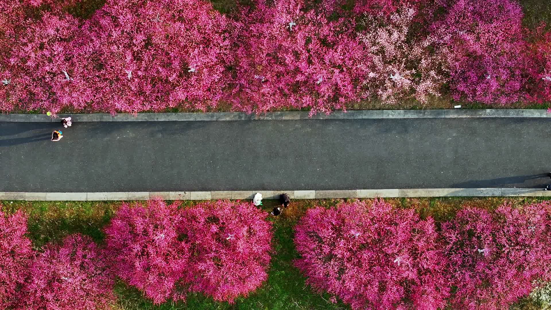 春天开满鲜花的道路前进的道路视频的预览图