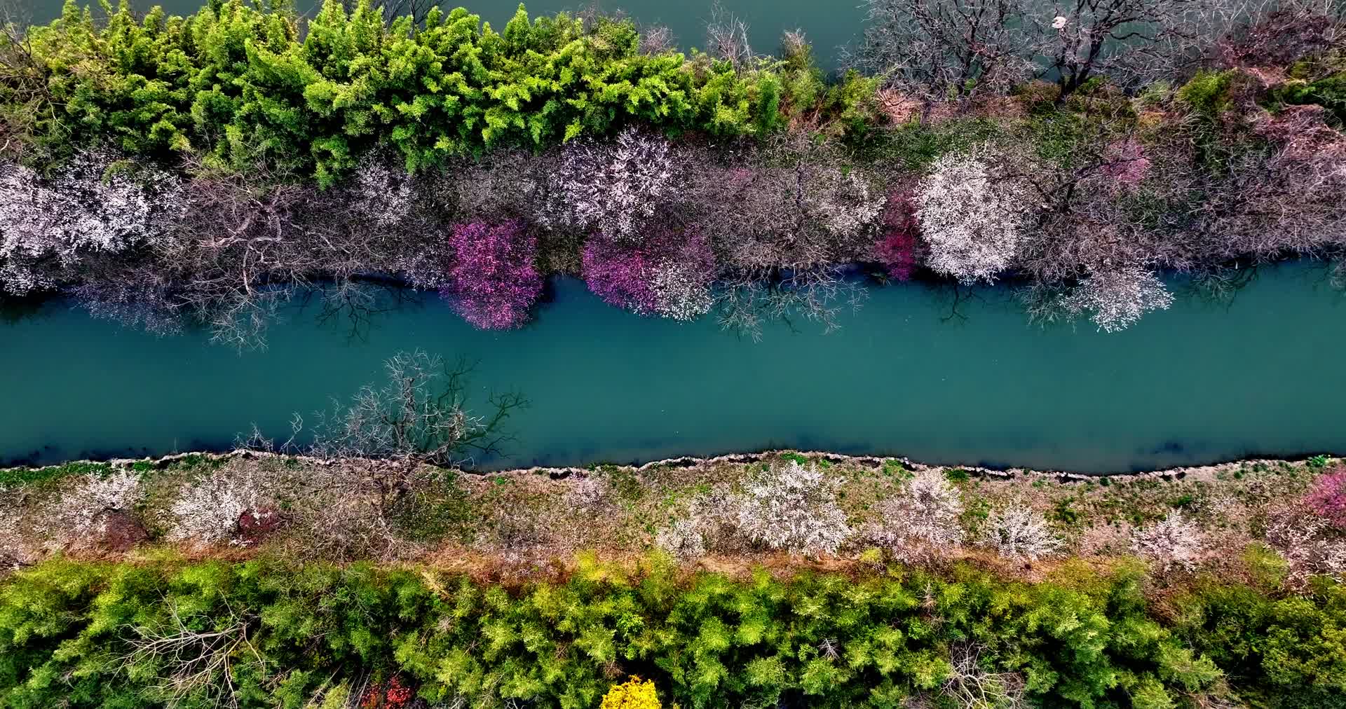 杭州西溪湿地曲水寻梅航拍视频的预览图