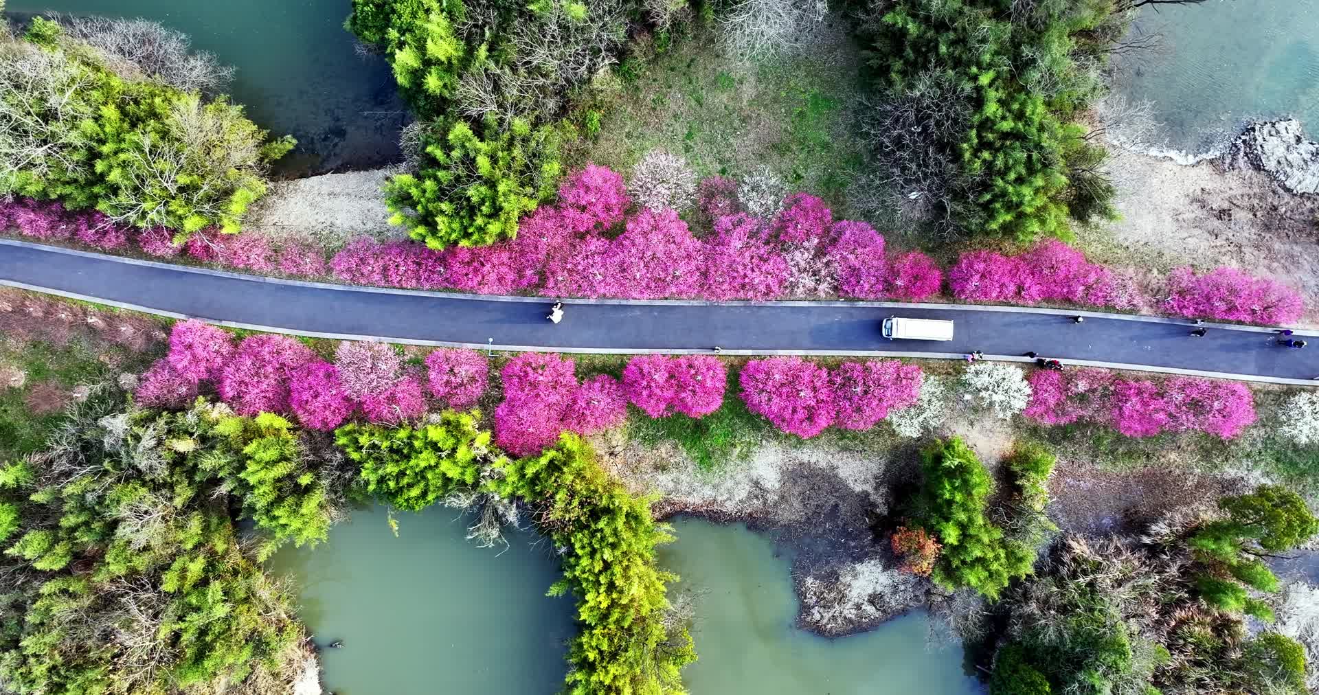 汽车穿梭在开满鲜花的道路上开往春天的列车视频的预览图