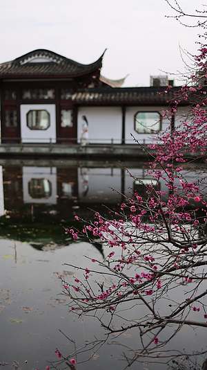 杭州西湖古风建筑梅花红梅盛开视频的预览图