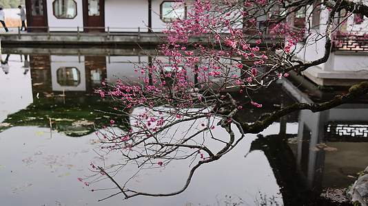 杭州西湖古风建筑梅花红梅盛开视频的预览图