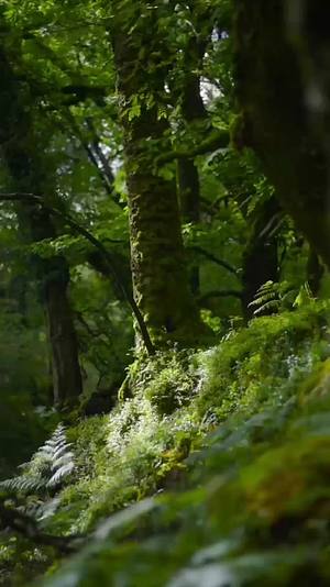 体验原始森林的绿色之美视频的预览图