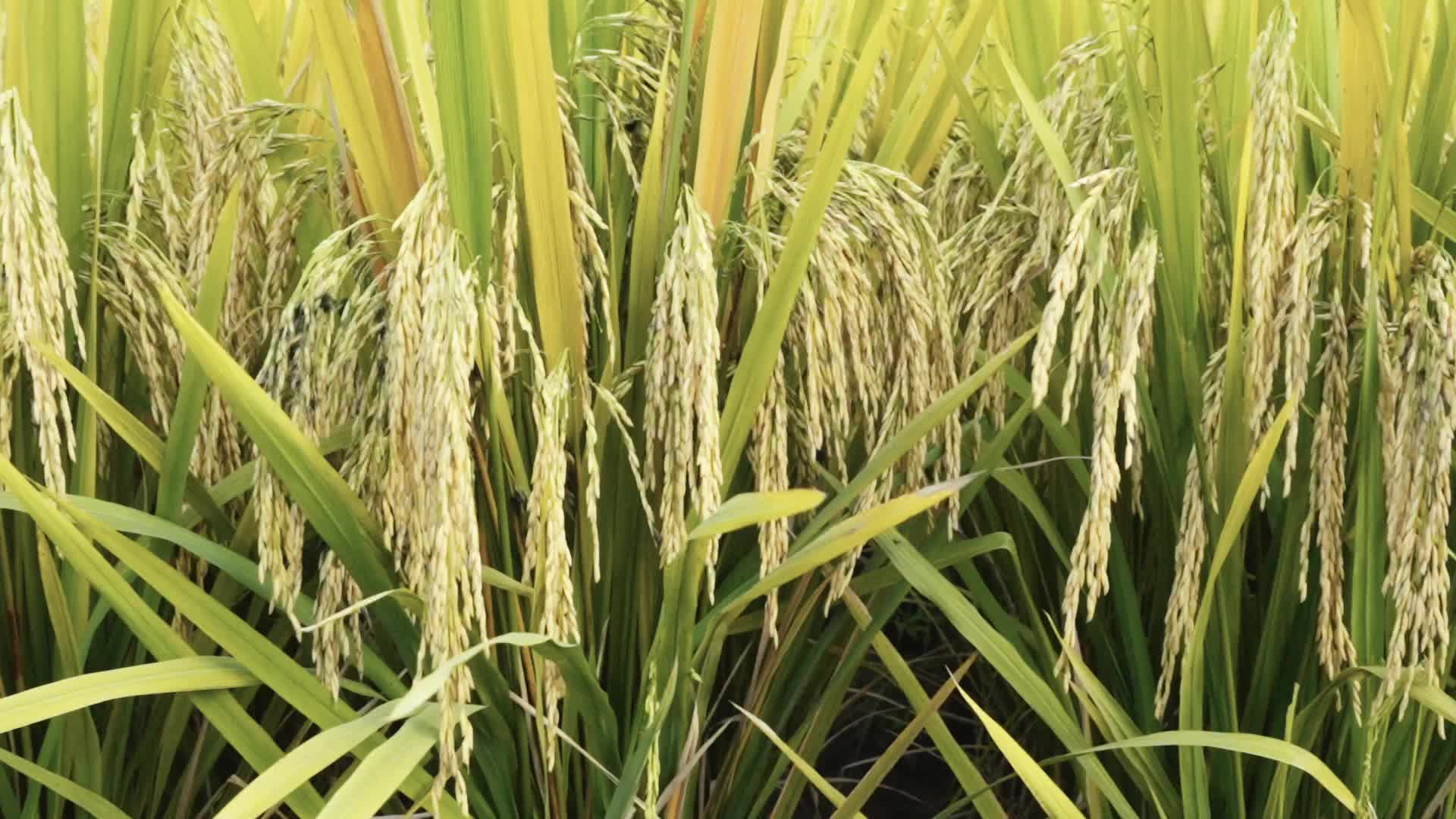 水稻收获金色的秋天秋收视频的预览图