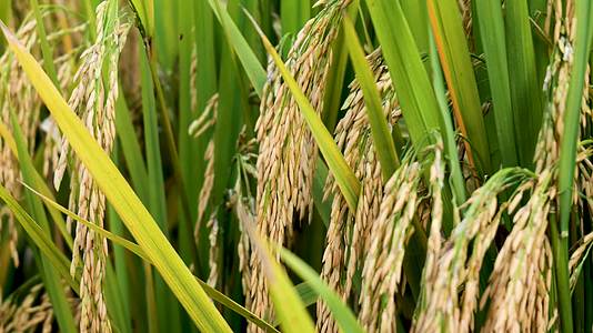 金色的水稻成熟农业宣传片视频的预览图