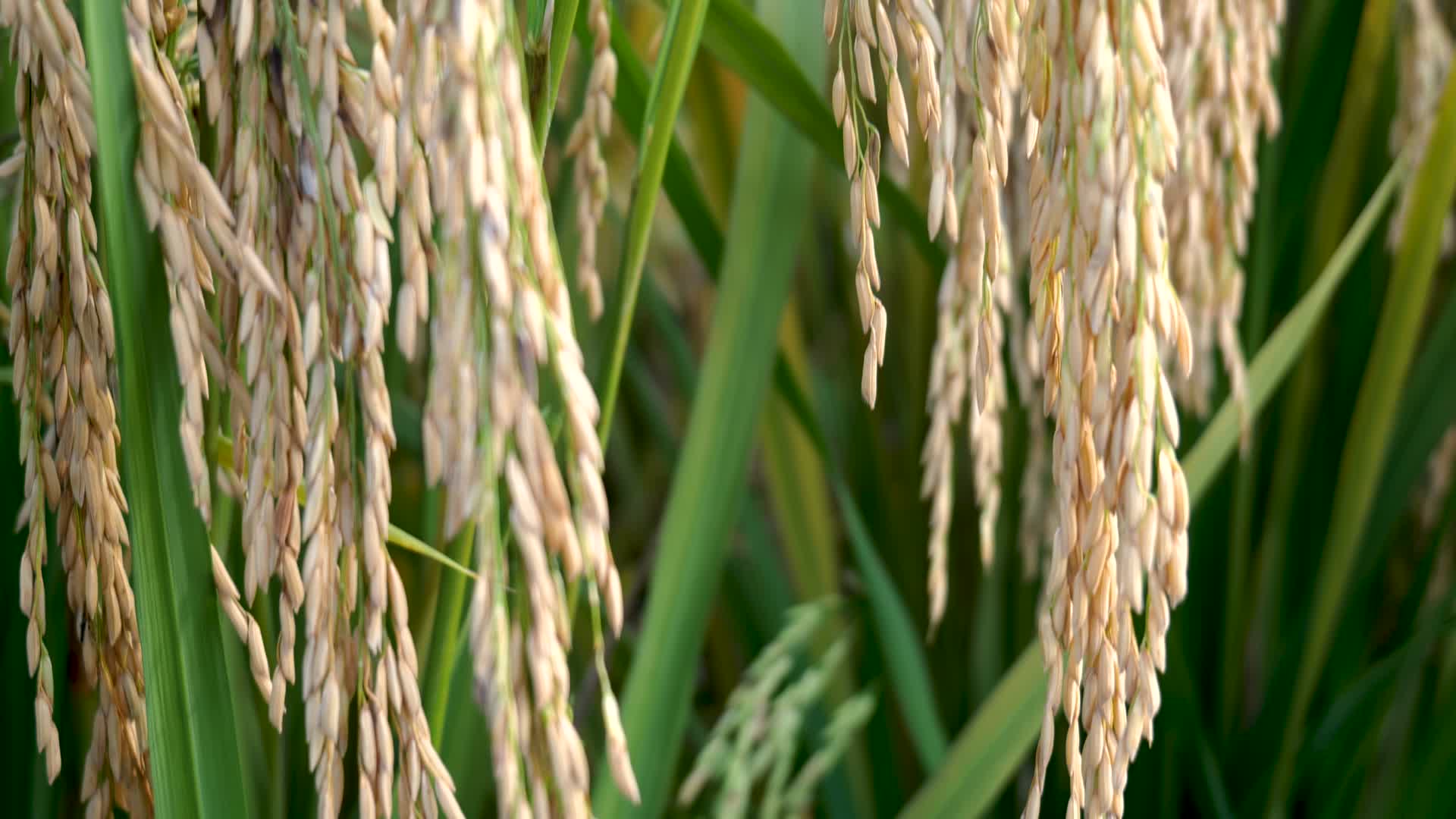 金色的水稻成熟农业宣传片视频的预览图