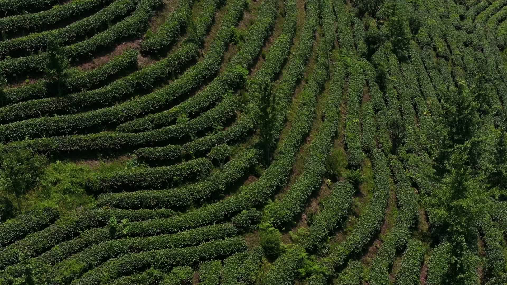 航拍福建红茶基地田茶园茶叶种植视频的预览图
