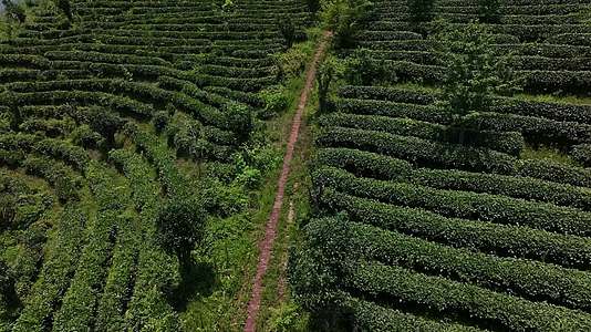 航拍福建红茶基地田茶园茶叶种植视频的预览图