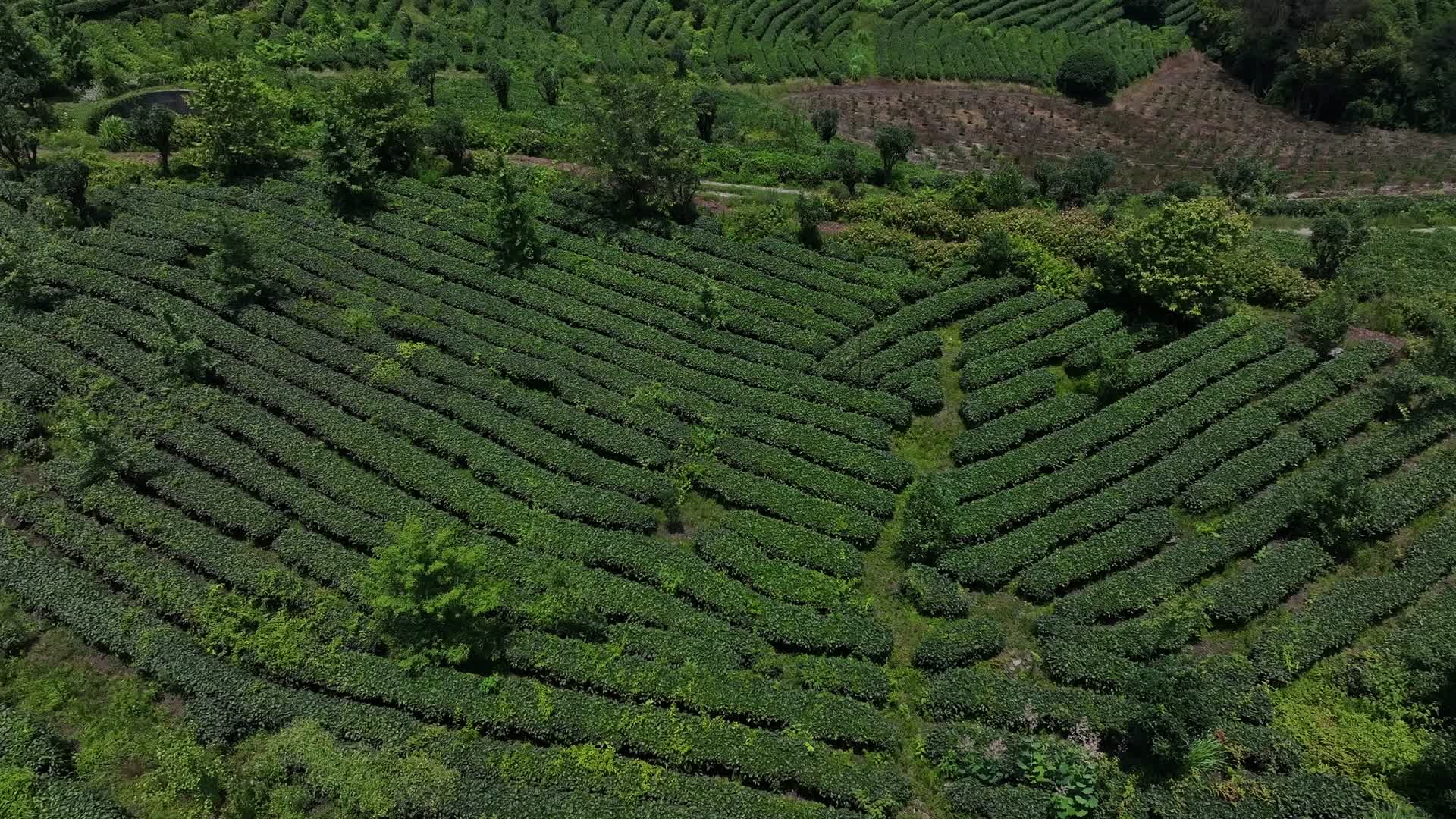 武夷山梯田茶园茶叶种植视频的预览图