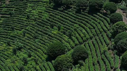 武夷山梯田茶园茶叶种植视频的预览图