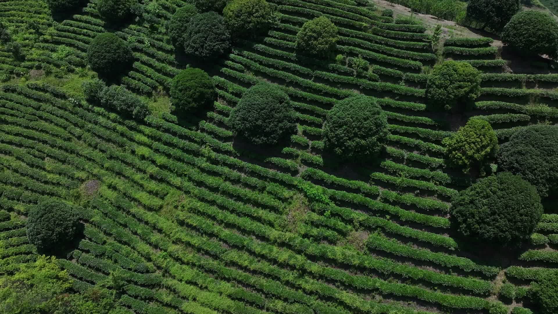 航拍梯田茶园茶叶种植视频的预览图
