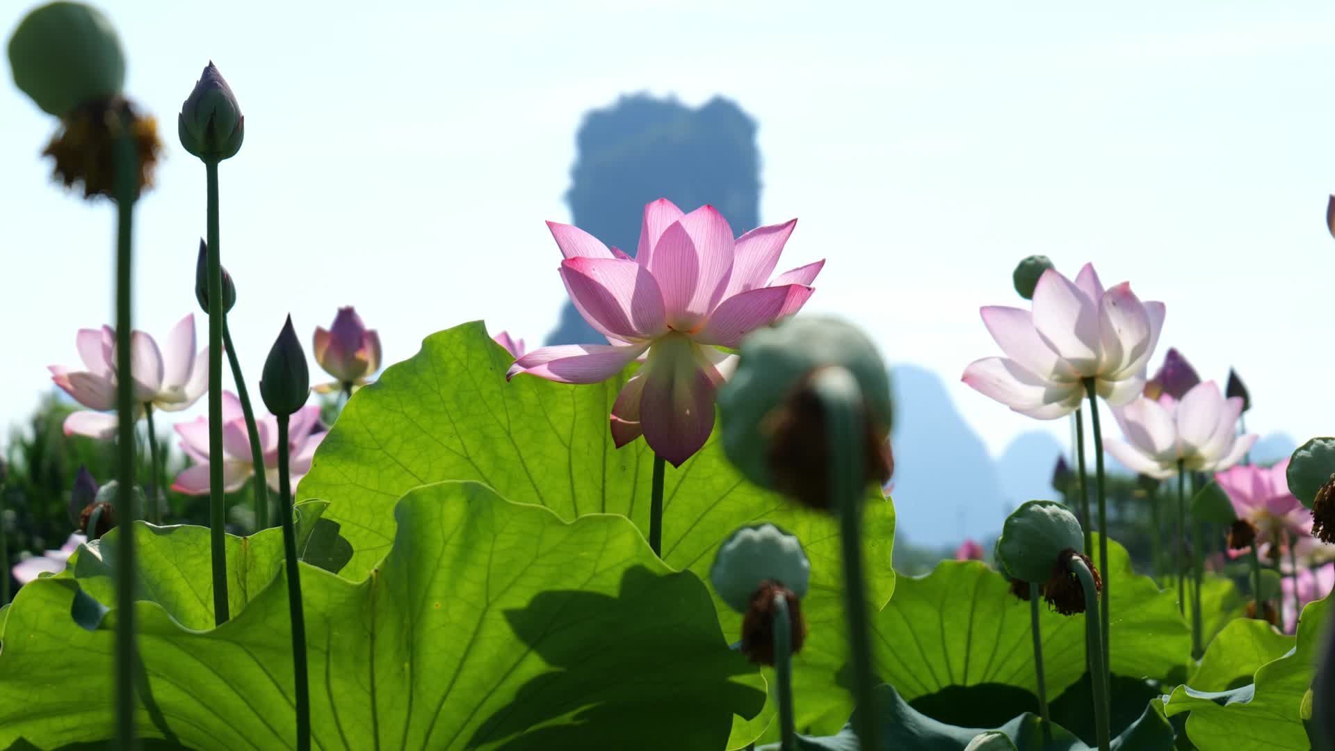 荷花池盛开的夏日荷花视频的预览图