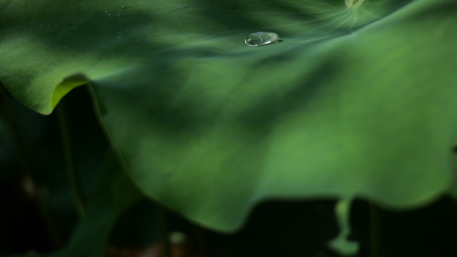 荷叶水珠滴水慢动作视频的预览图