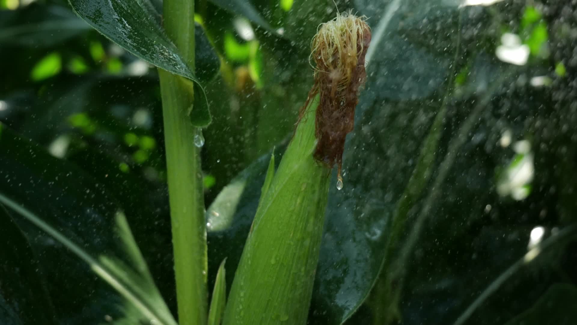 阳光玉米种植灌溉农业技术视频的预览图