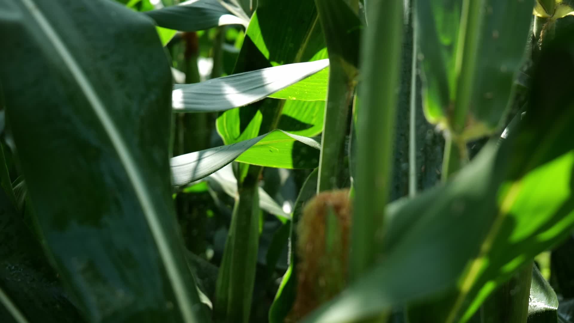 阳光玉米种植灌溉农业技术视频的预览图