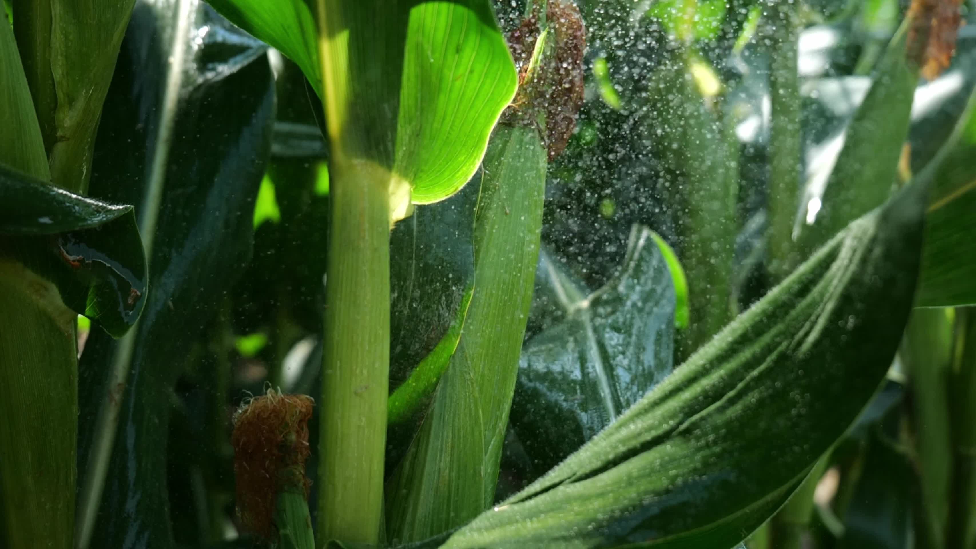 玉米种植灌溉农业技术视频的预览图