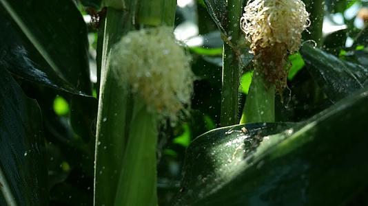 玉米种植灌溉农业技术视频的预览图