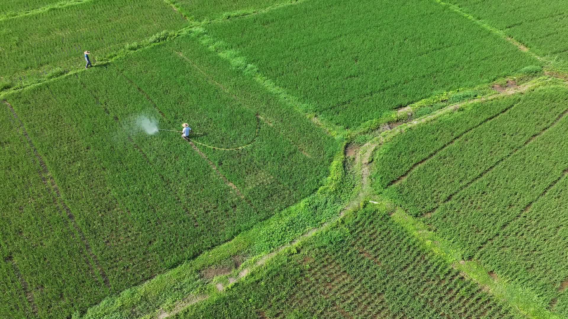 航拍清晨水稻田水稻种植灌溉视频的预览图