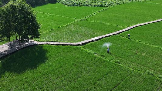 航拍清晨水稻田水稻种植灌溉视频的预览图