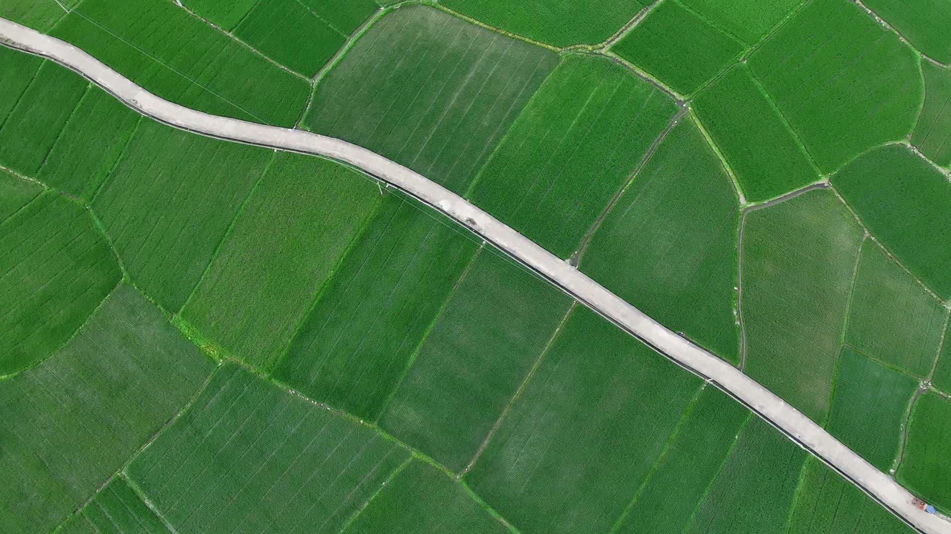 俯瞰水稻田三农农业种植视频的预览图