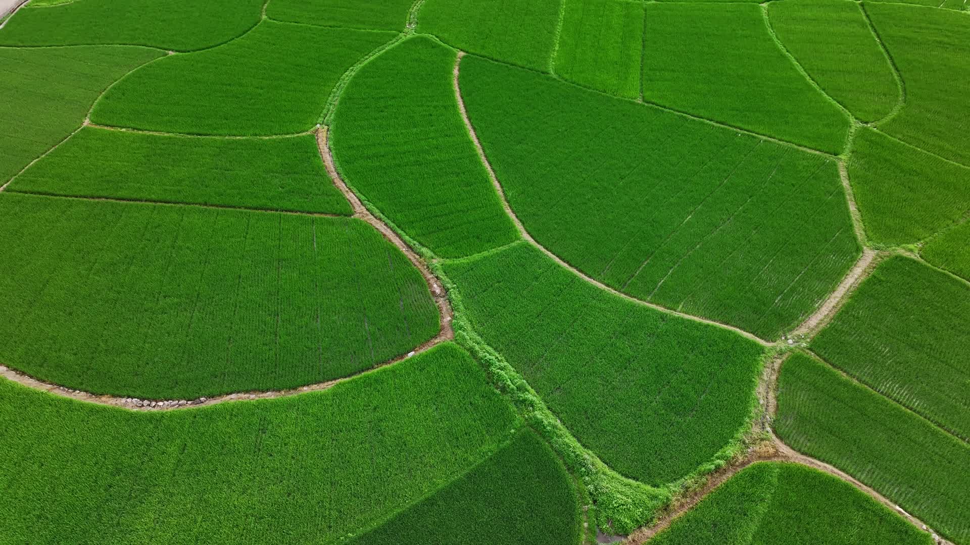俯瞰水稻田三农农业种植视频的预览图