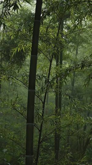 竹林深处禅意氛围竹子视频的预览图