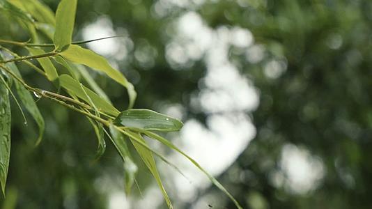 下雨雨天竹林禅意氛围竹子视频的预览图