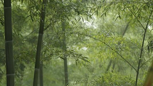 下雨雨天竹林禅意氛围竹子视频的预览图