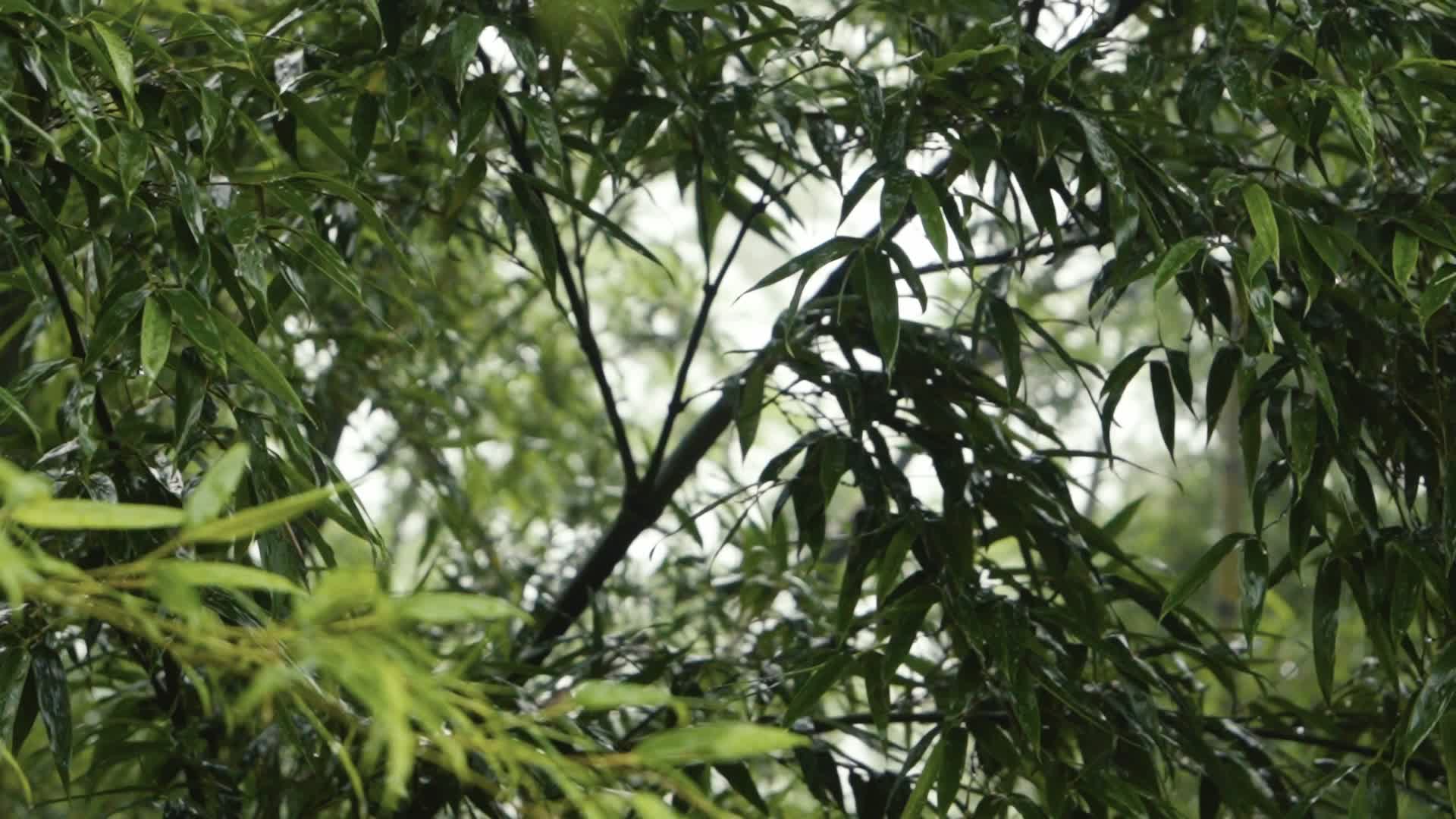 雨天竹林禅意氛围竹子视频的预览图