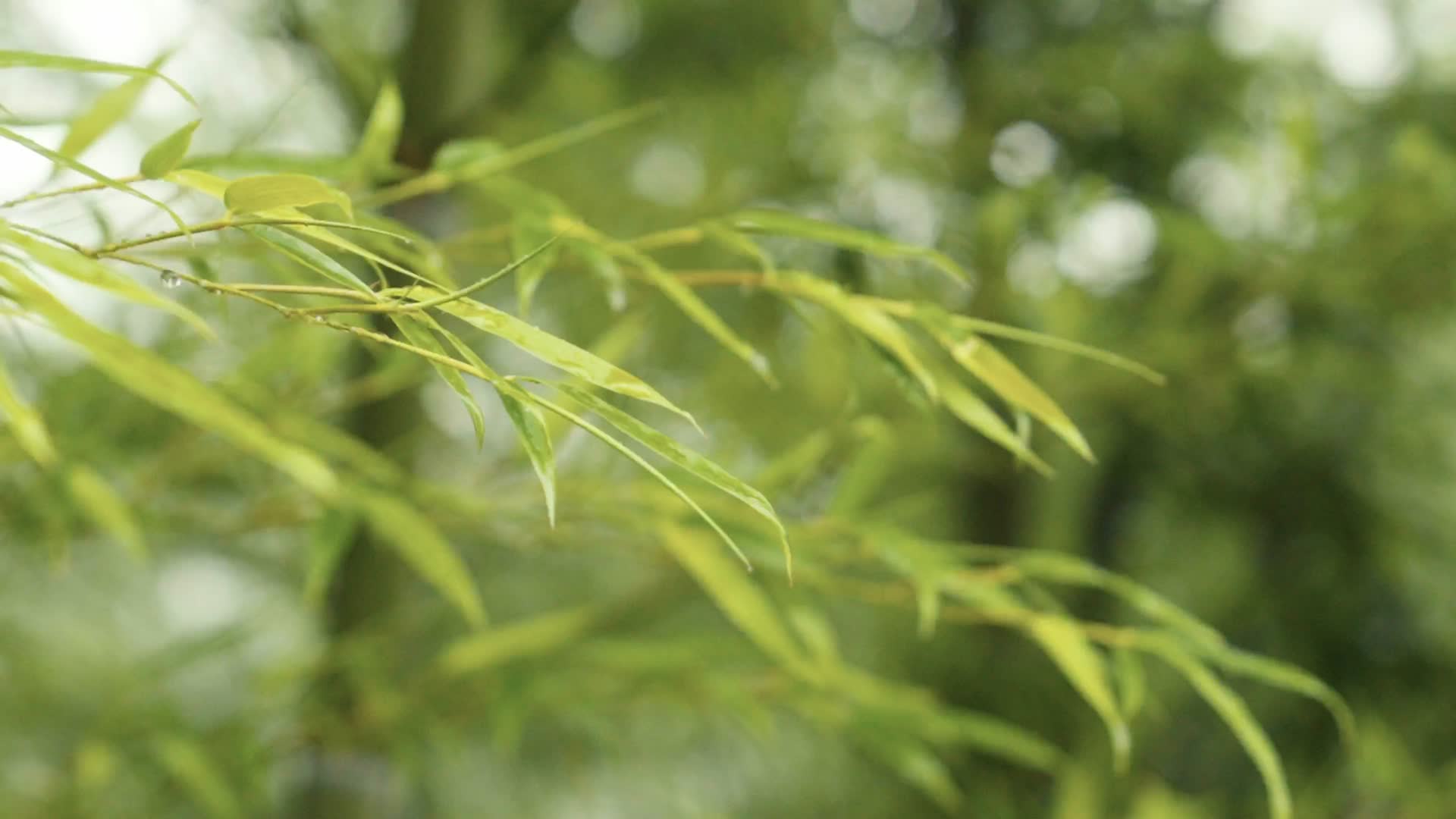 雨天竹林禅意氛围竹子视频的预览图