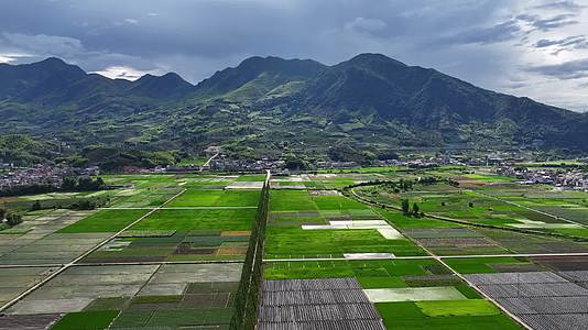 航拍美丽的水稻田乡村振兴种植产业化视频的预览图