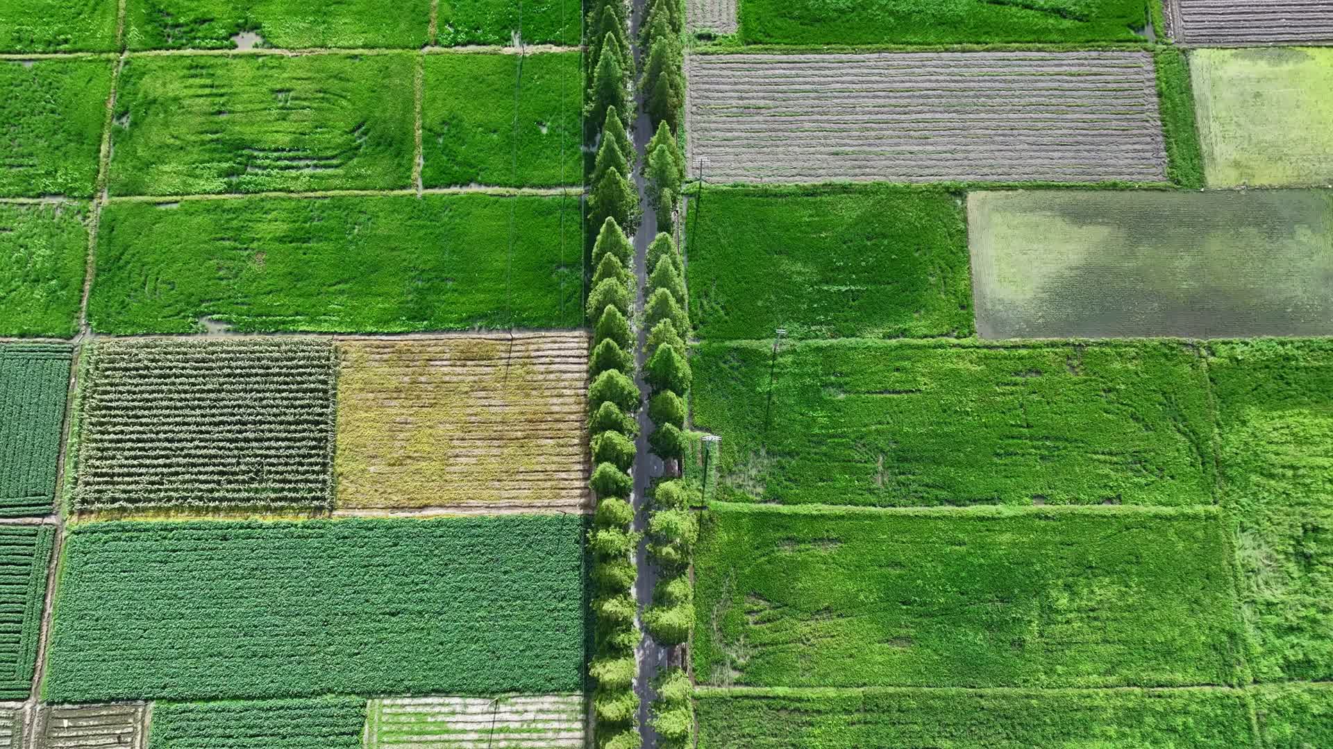 航拍美丽的水稻田乡村振兴种植产业化视频的预览图
