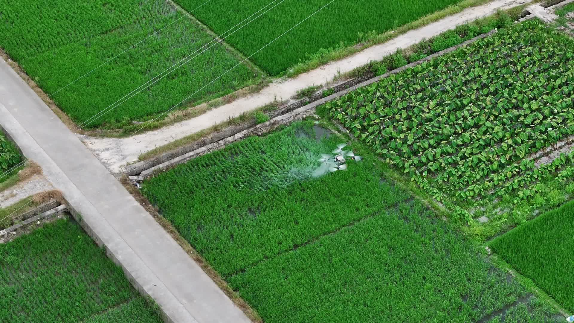 无人机正在喷洒农药农业机械化视频的预览图