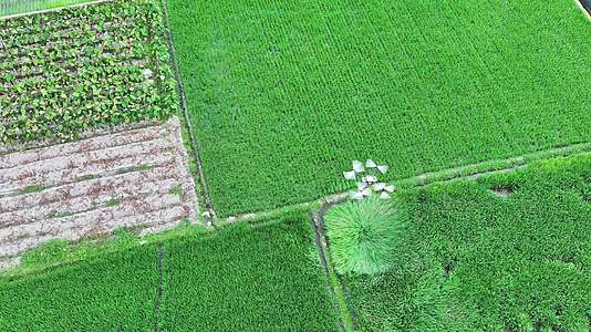无人机正在喷洒农药农业机械化视频的预览图