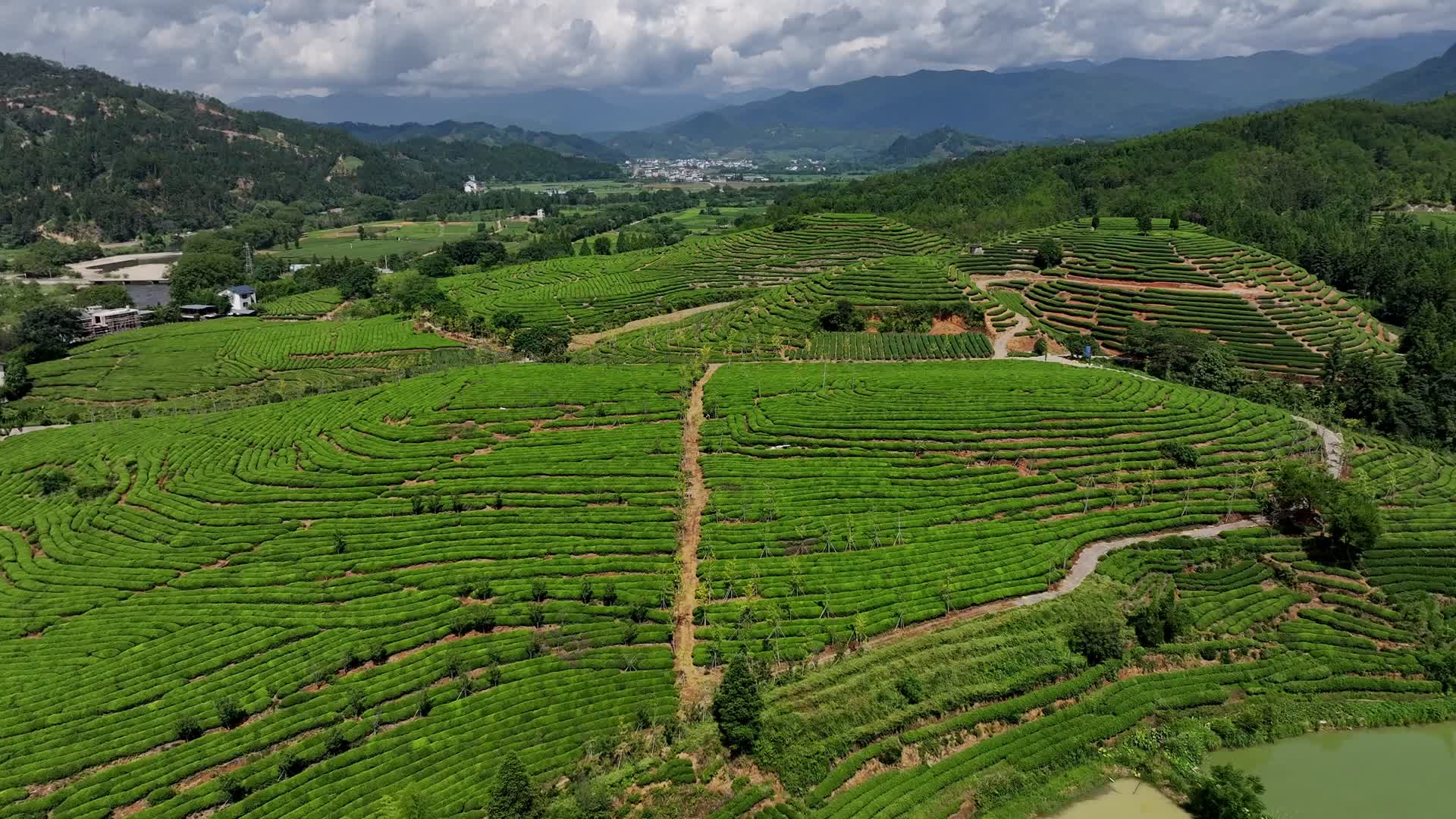 武夷山茶叶种植茶园视频的预览图