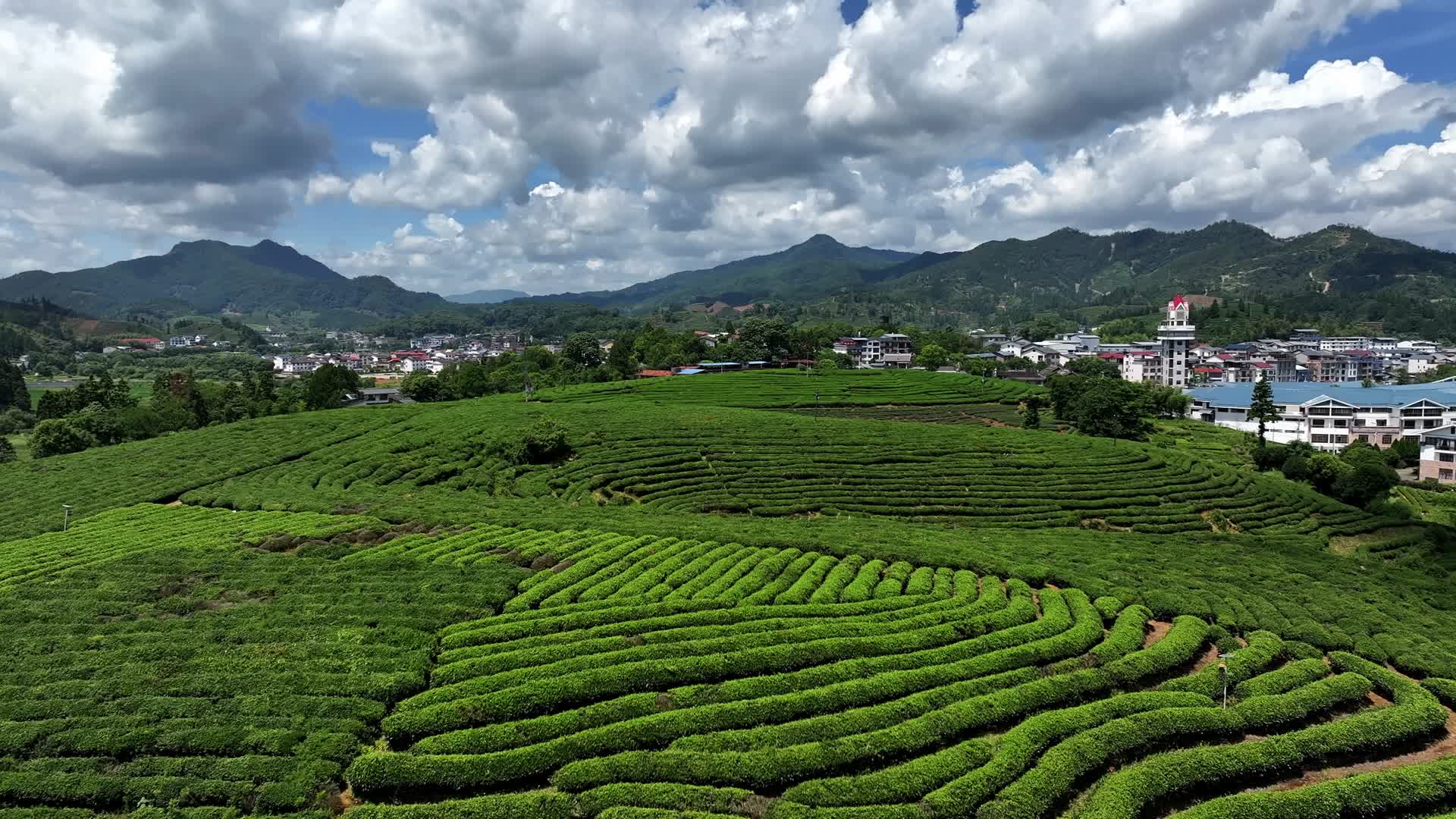 武夷山茶叶种植茶园视频的预览图