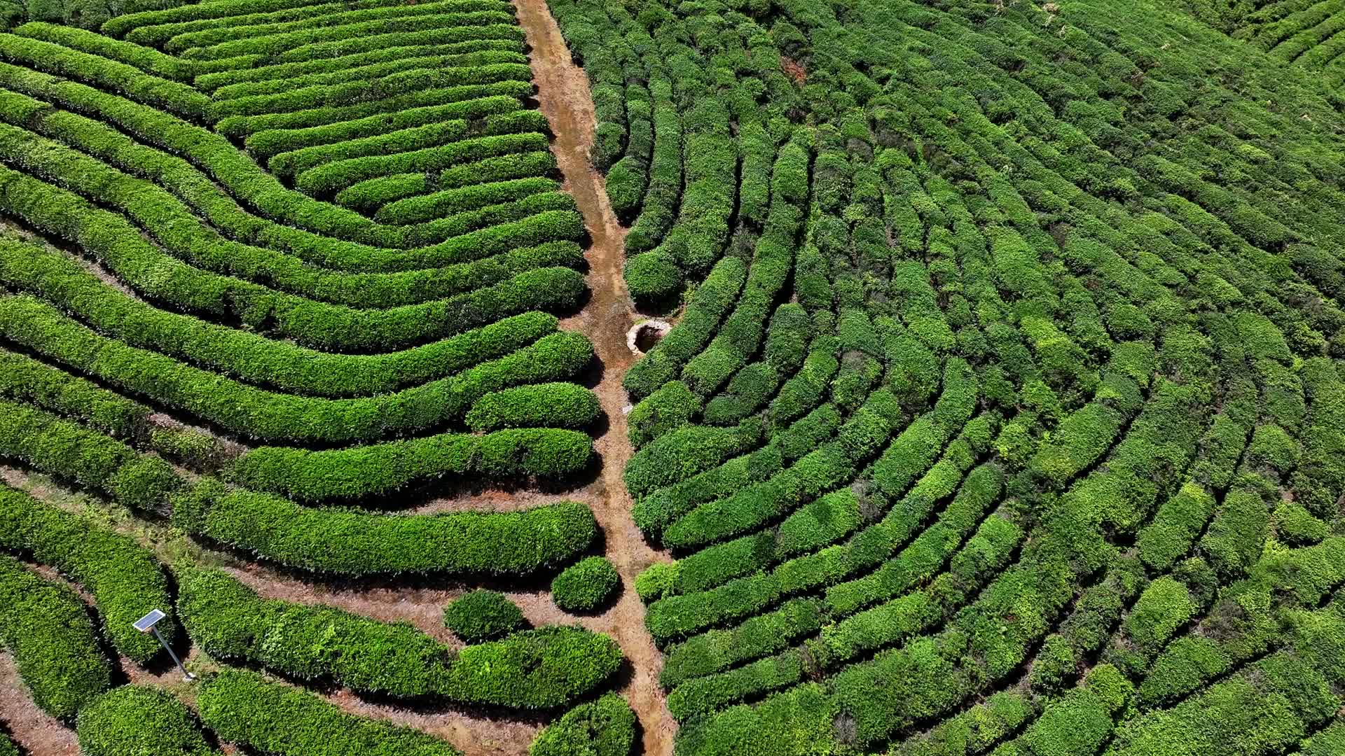 航拍武夷山茶叶种植茶园基地视频的预览图