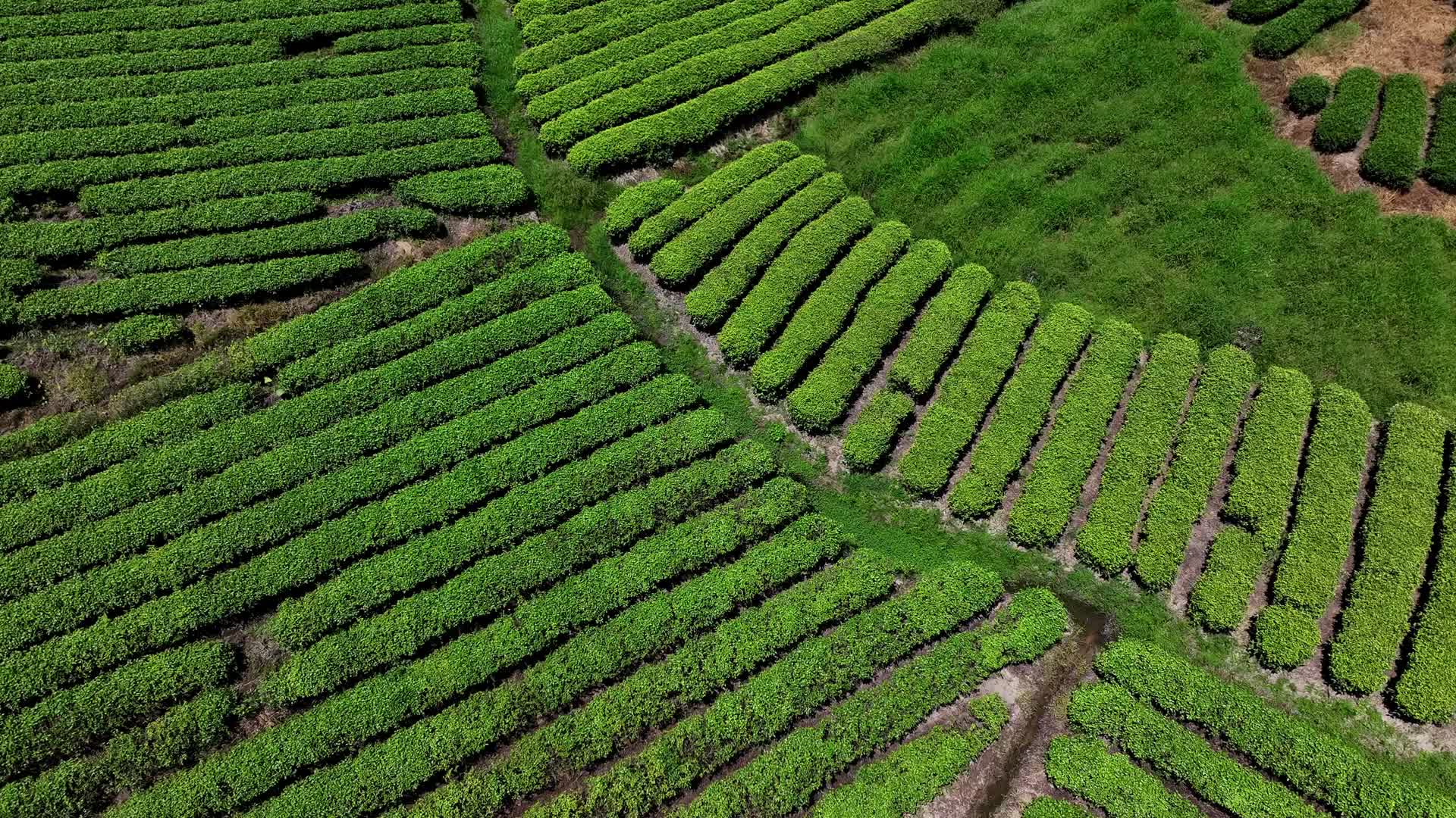 航拍武夷山茶叶种植茶园基地视频的预览图