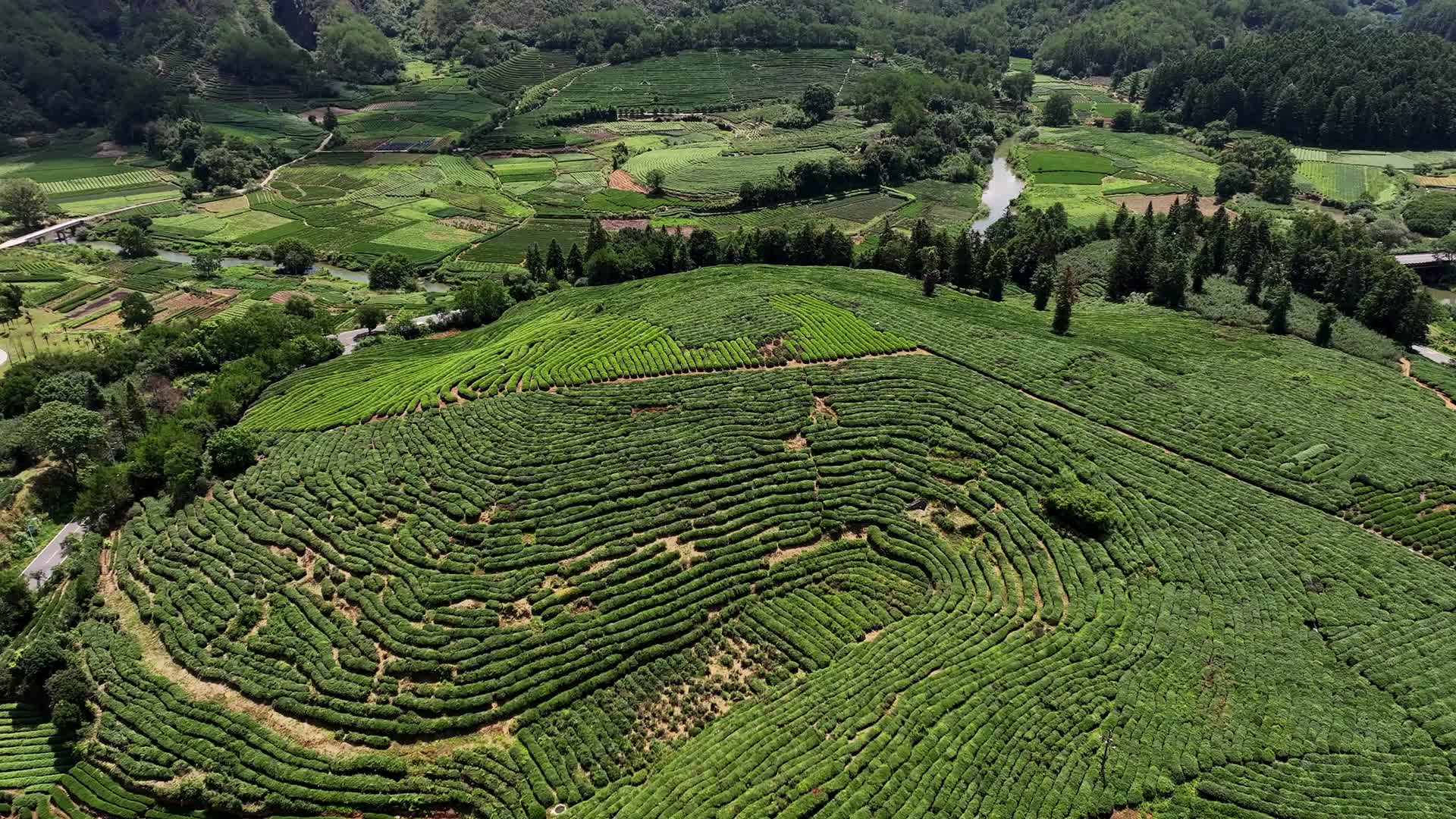 武夷山茶叶种植茶园基地视频的预览图