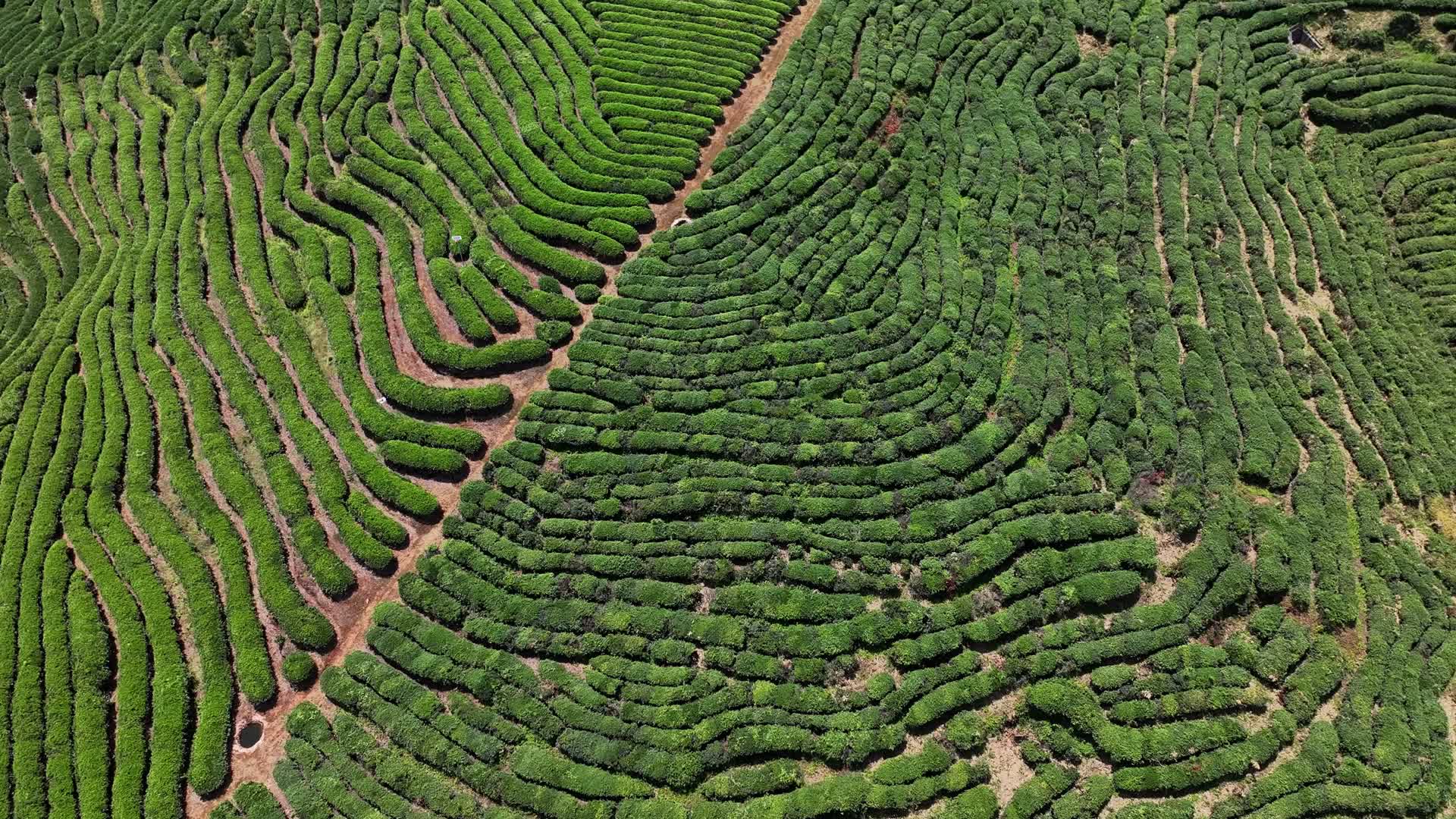 武夷山茶叶种植茶园基地视频的预览图