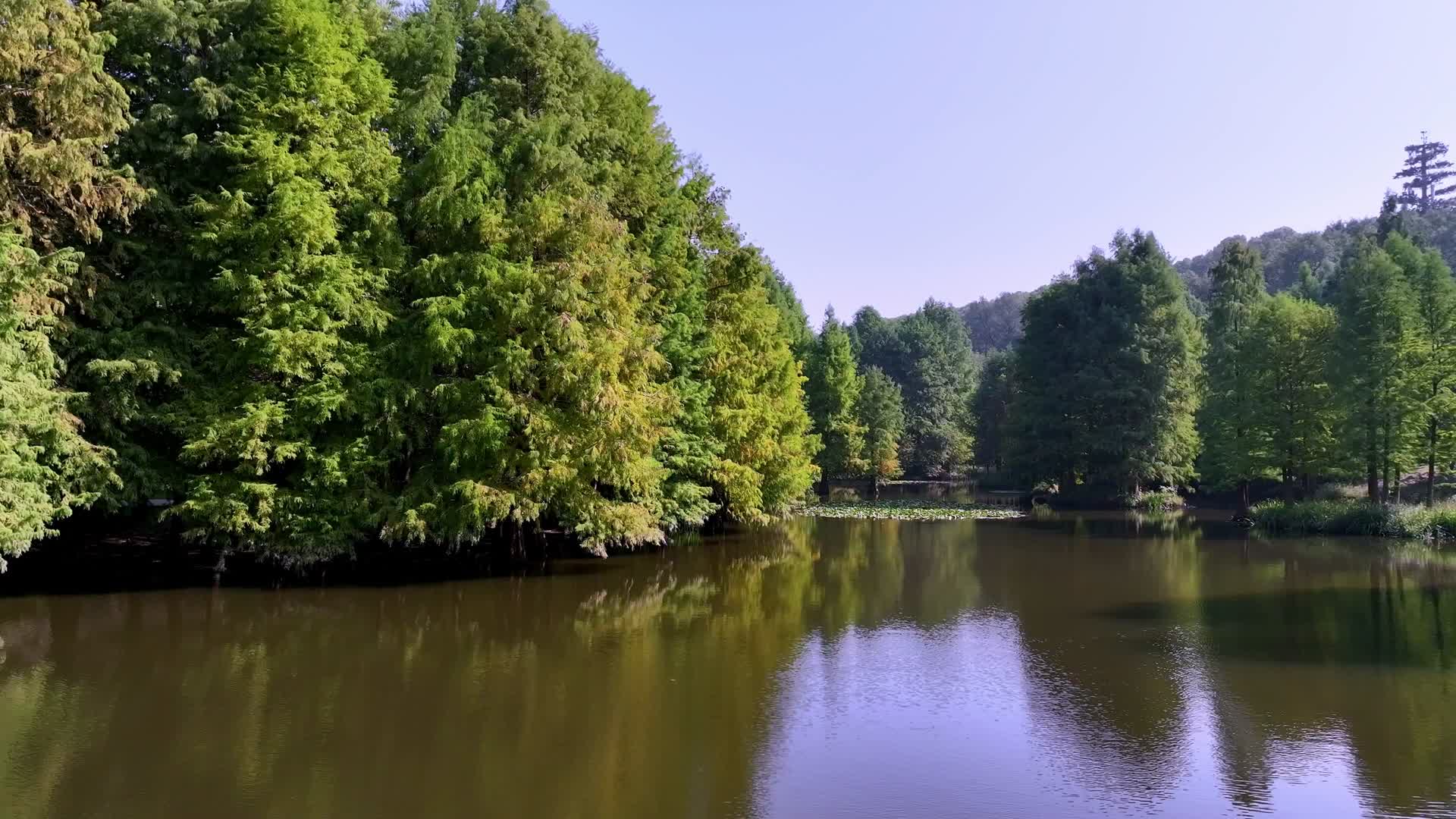 航拍南京玄武湖秋日的水杉树视频的预览图