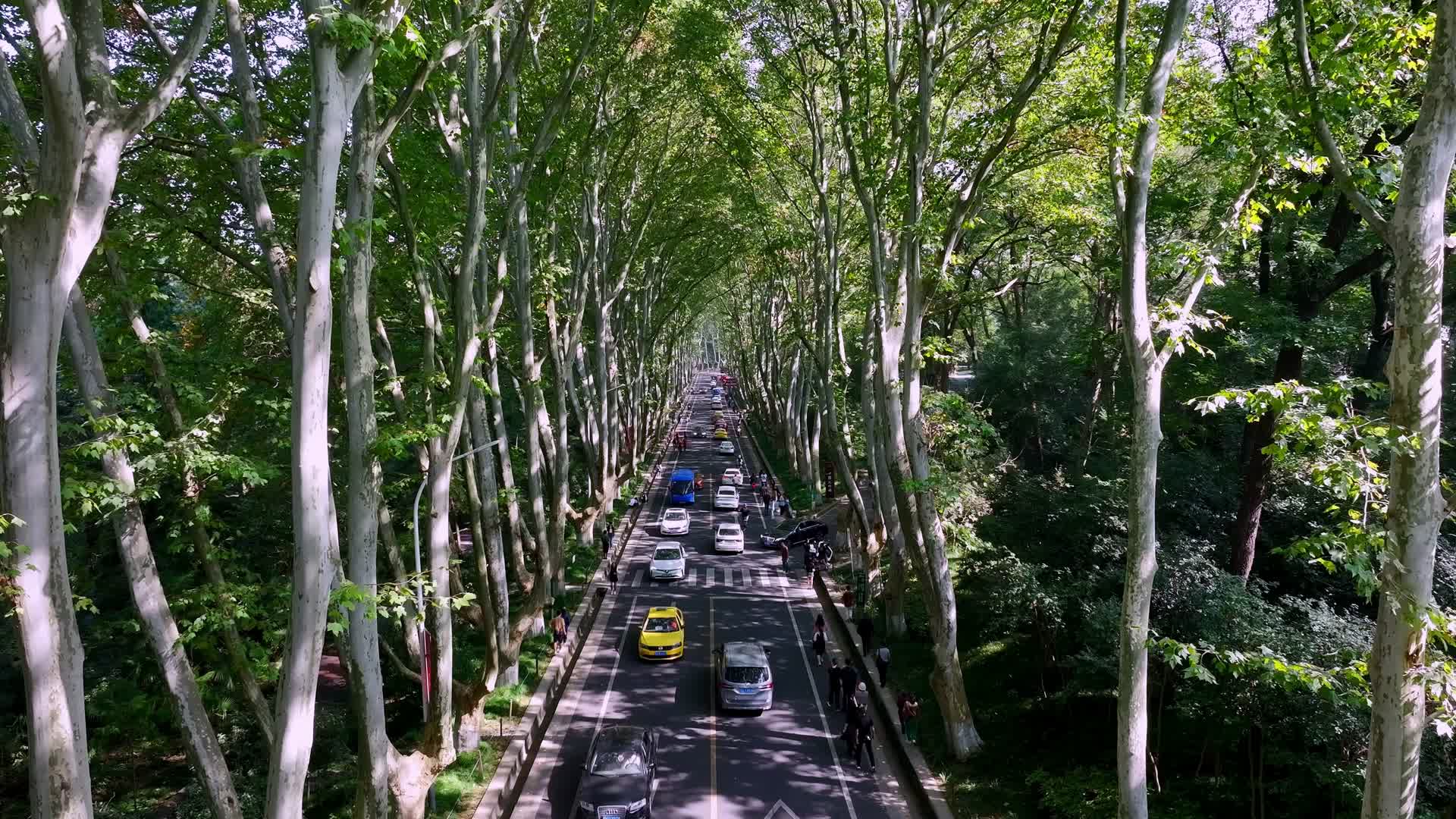 航拍南京梧桐大道视频的预览图
