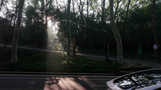 绝美南京梧桐大道日出丁达尔光线视频的预览图