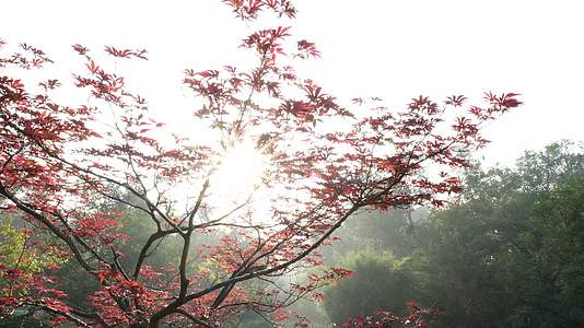 红叶秋日阳光视频的预览图
