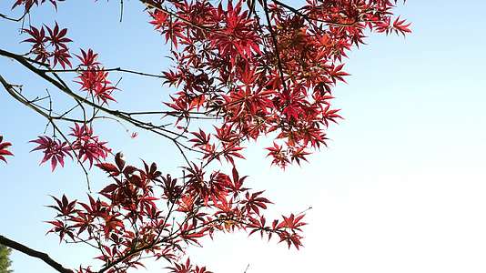秋日红叶阳光视频的预览图