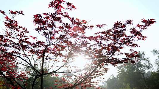 秋日红叶阳光视频的预览图