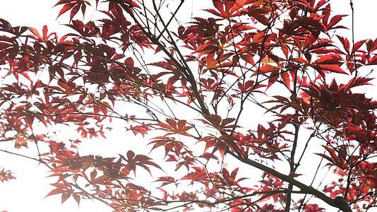 秋日红叶阳光逆光拍摄视频的预览图