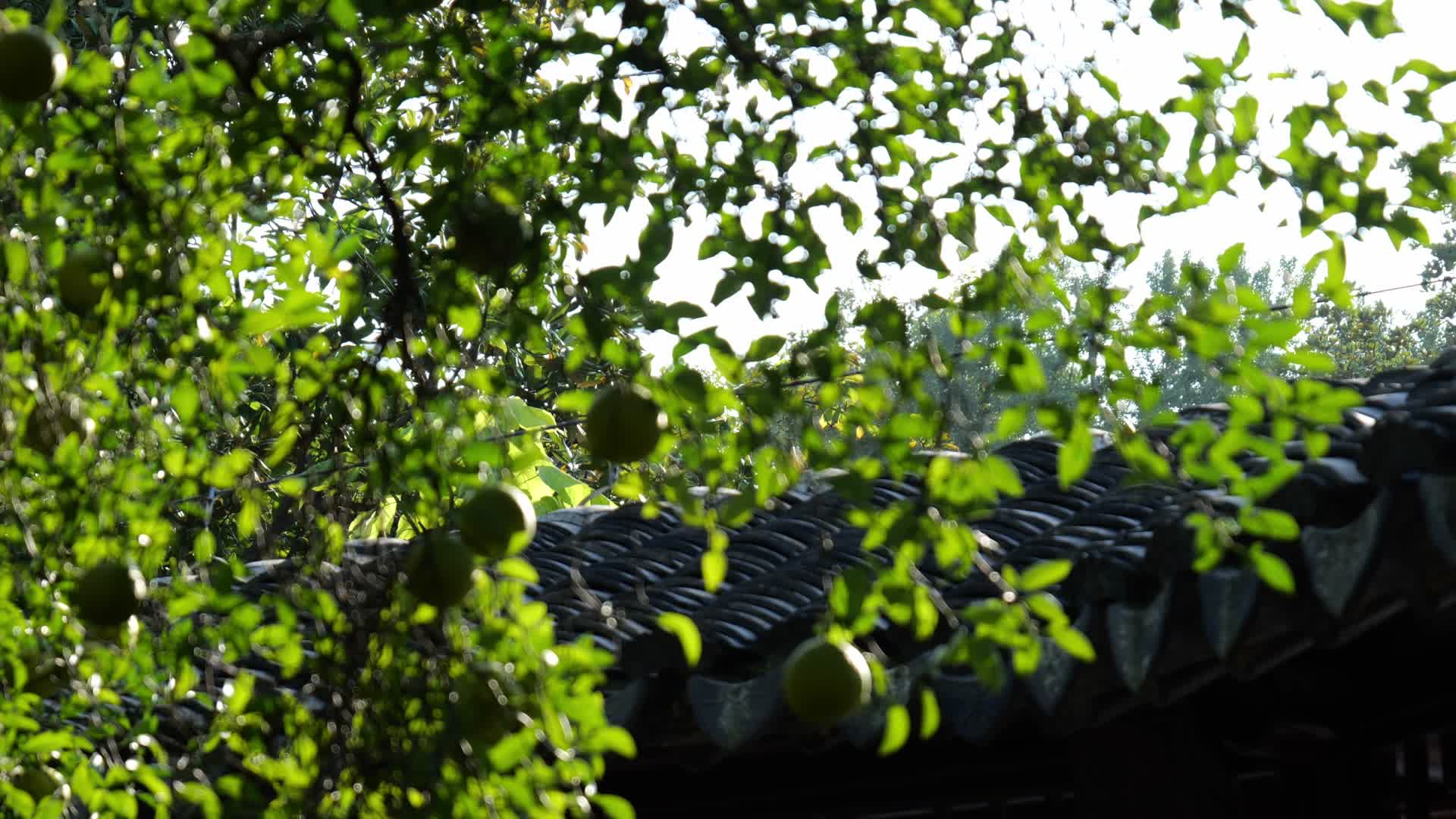 中式古典园林南京拙政园视频的预览图